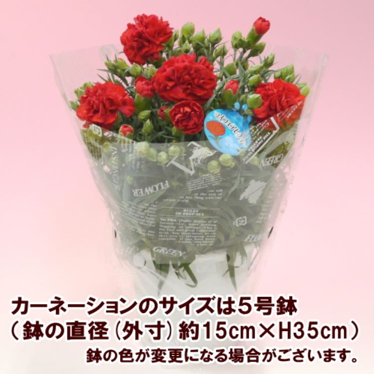 栗きんとん3個・栗柿3個入