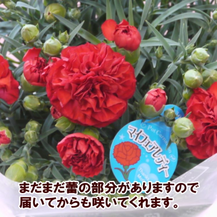 カーネーション5号鉢