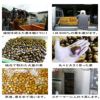 職人技 栗きんとん製造工程